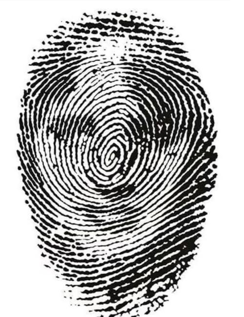 指纹形成背后的混沌理论(指纹混乱)