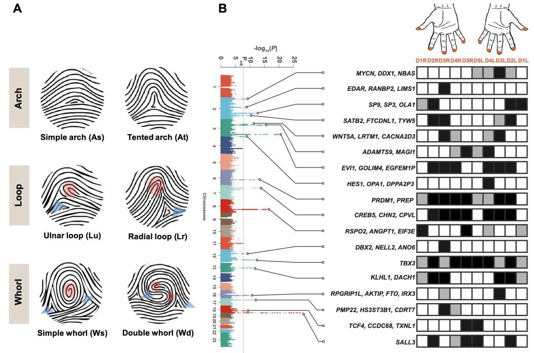 指纹形成背后的混沌理论(指纹混乱)
