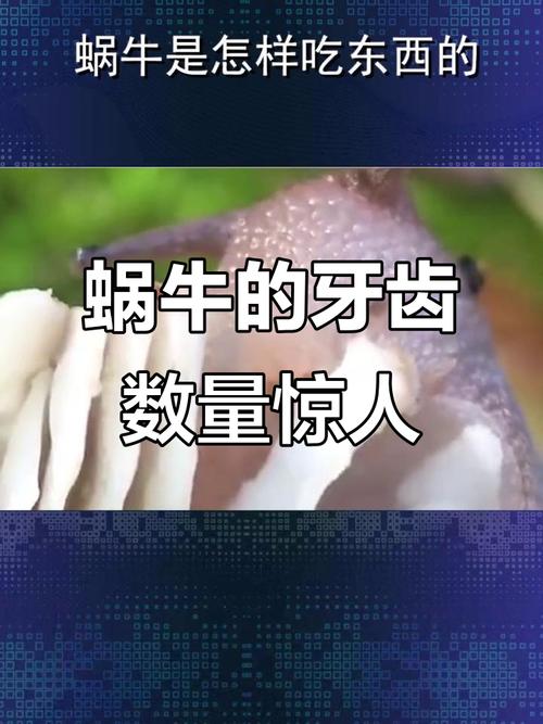 蜗牛有上万颗牙齿(蜗牛有几百颗牙齿)