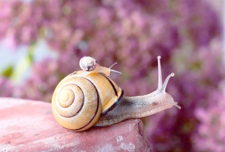 蜗牛有上万颗牙齿(蜗牛有几百颗牙齿)