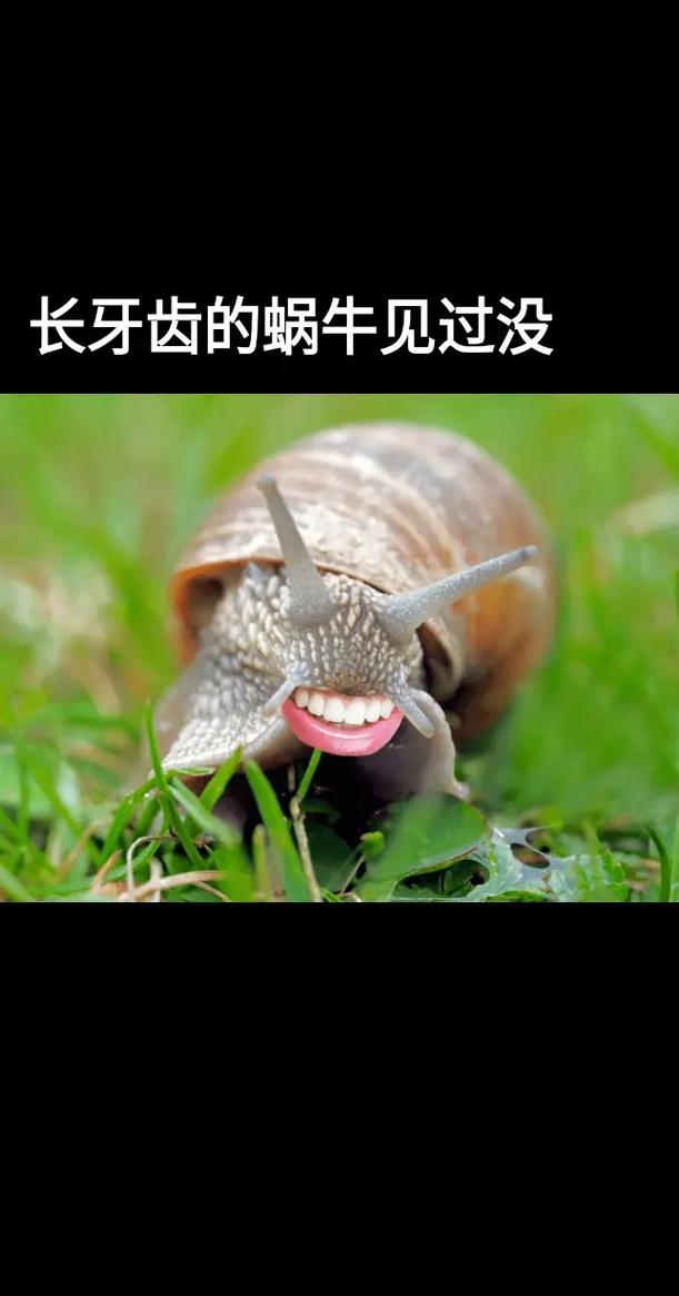 蜗牛有上万颗牙齿(蜗牛有几百颗牙齿)
