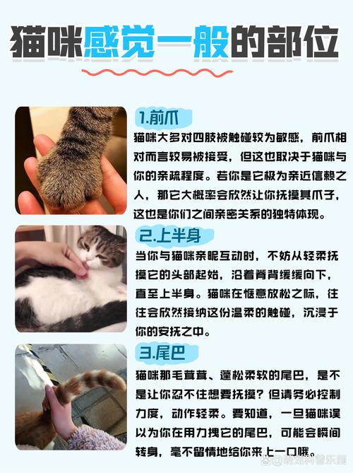 猫毛发电的效率测试(猫发毛需要什么营养)