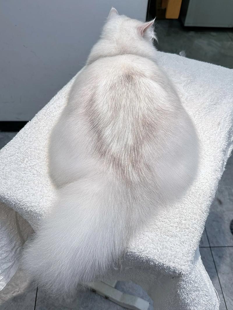 猫毛发电的效率测试(猫发毛需要什么营养)