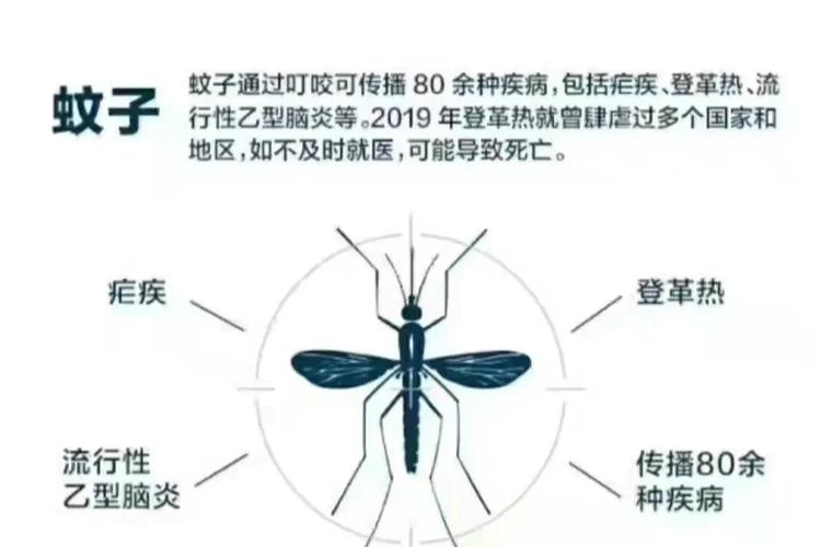 假如蚊子是濒危保护动物(假如蚊子有段位)