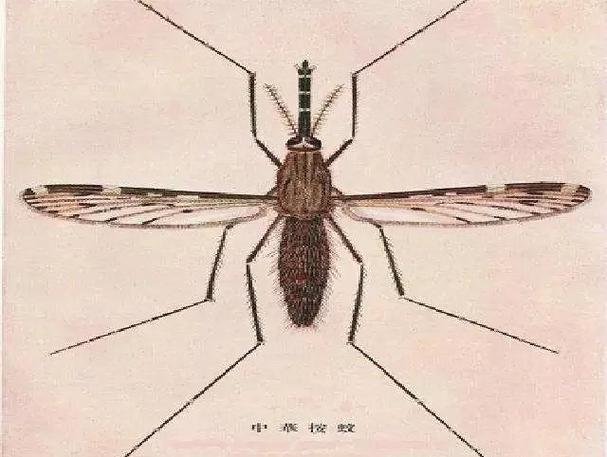 假如蚊子是濒危保护动物(假如蚊子有段位)