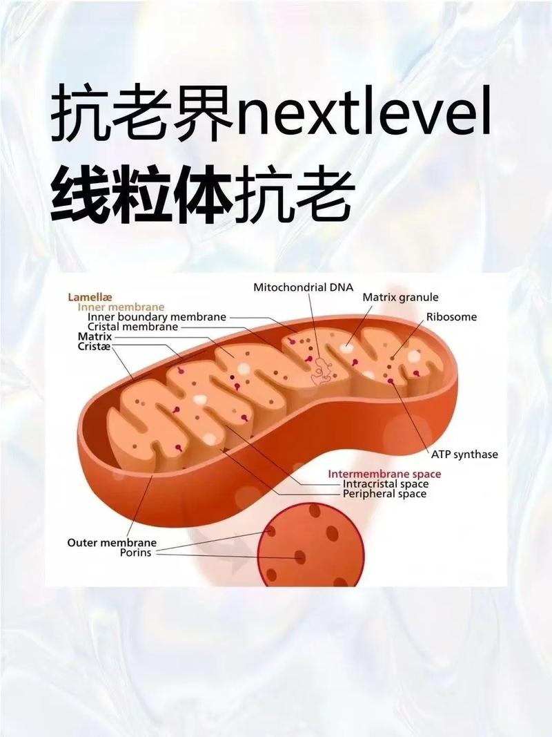 线粒体移植抗衰老案例(线粒体衰老会引起很多疾病,说说看,有哪些?)