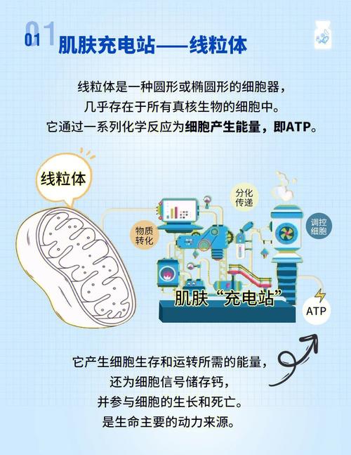 线粒体移植抗衰老案例(线粒体衰老会引起很多疾病,说说看,有哪些?)